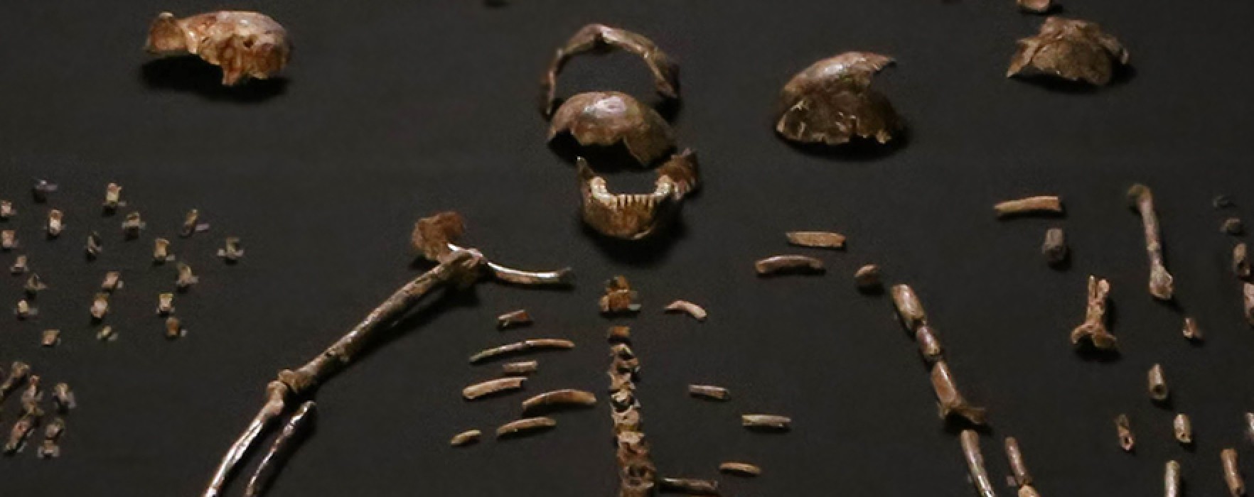 Evrimcilerin “Homo Naledi” Senaryosu Boş Çıktı