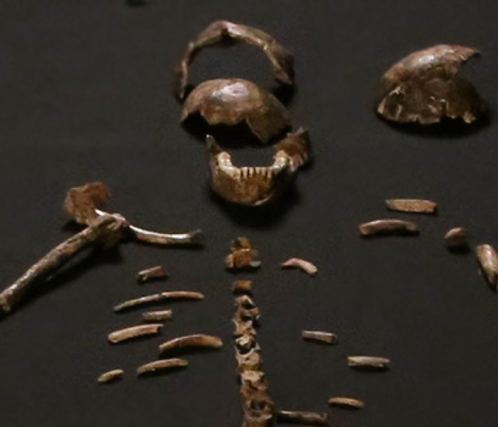 Evrimcilerin “Homo Naledi” Senaryosu Boş Çıktı