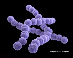 streptococcus pyogenes 3D