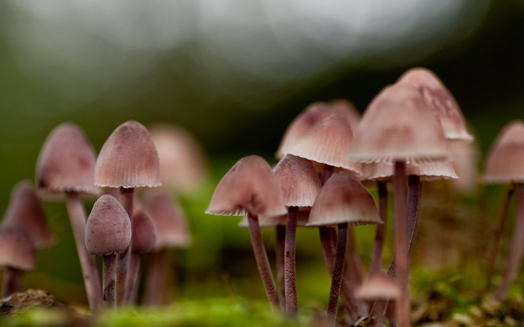 Nature_Mushrooms_mycelium_grebes_030664_