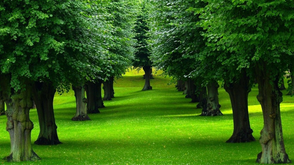 beautiful-trees-4