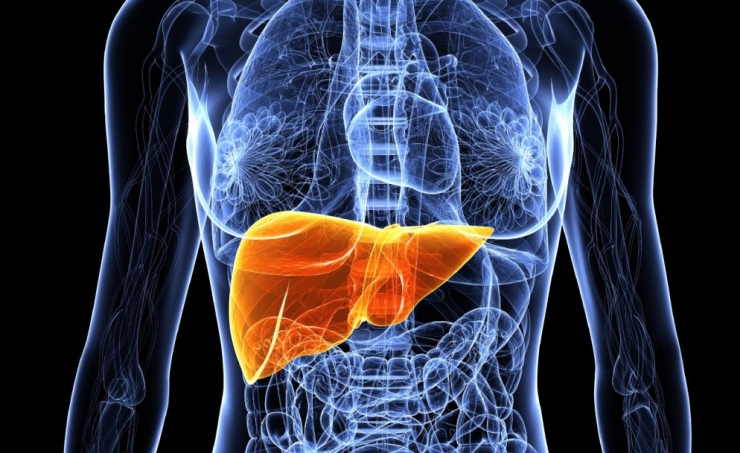 human-liver-3d-printer