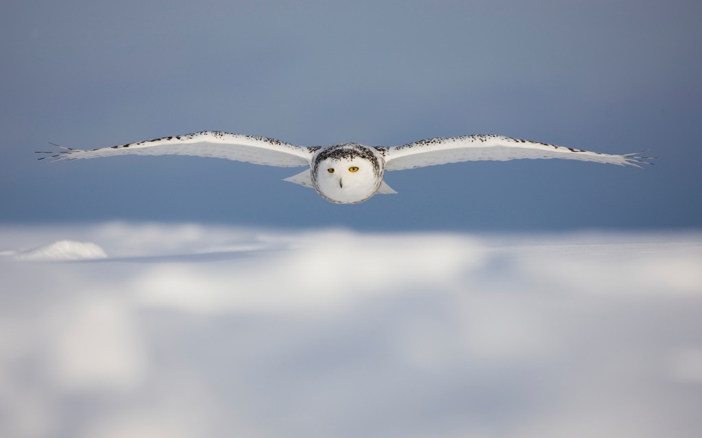 Snowy Owl in Flight Over Snow Covered Field