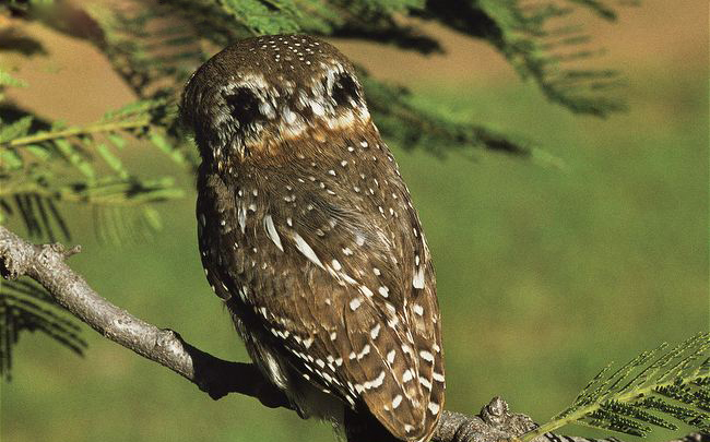 Photo from ARKive of the Pearl-spotted owlet (Glaucidium perlatum) - http://www.arkive.org/pearl-spotted-owlet/glaucidium-perlatum/image-G60472.html