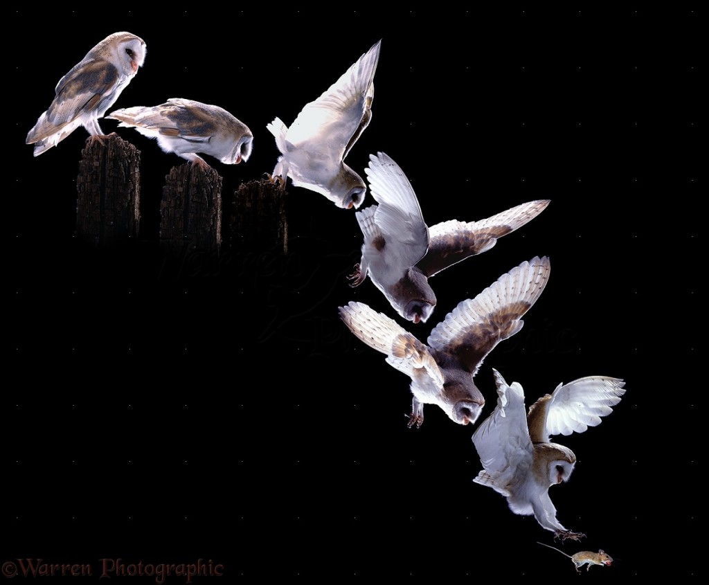 Barn Owl (Tyto alba) taking a Field Mouse: sequence showing owl launching itself from a fence post.