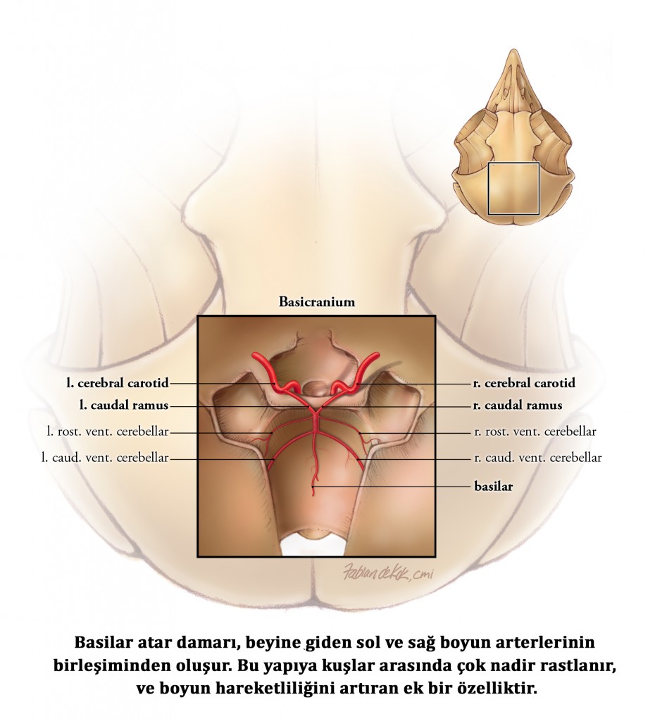 22 Basilar atardamarı