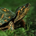 Kaplumbağa Zırhı