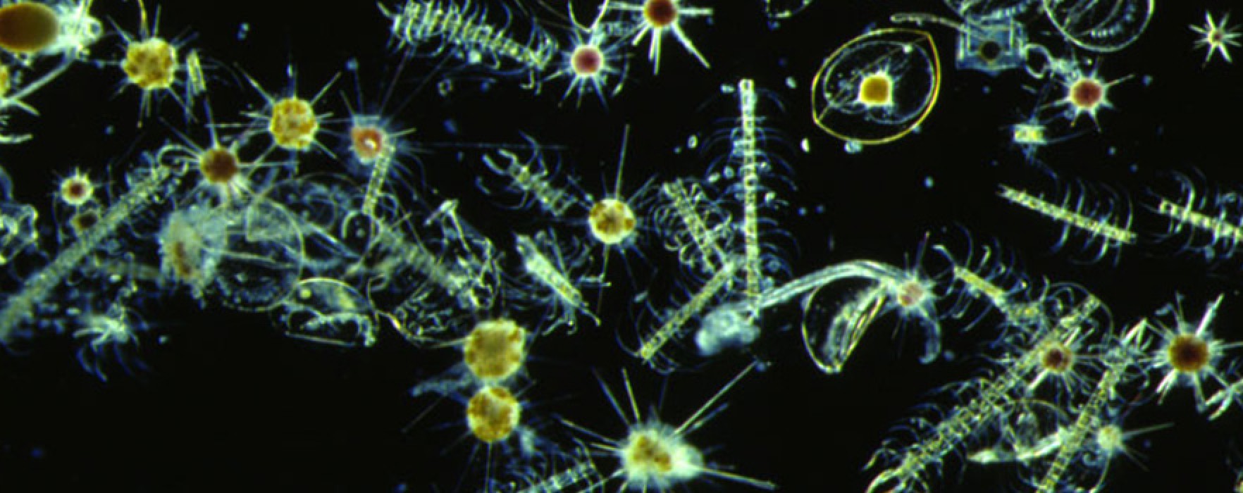 Atmosferi Koruyucu Fitoplanktonlar