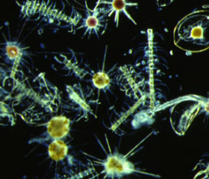 Atmosferi Koruyucu Fitoplanktonlar