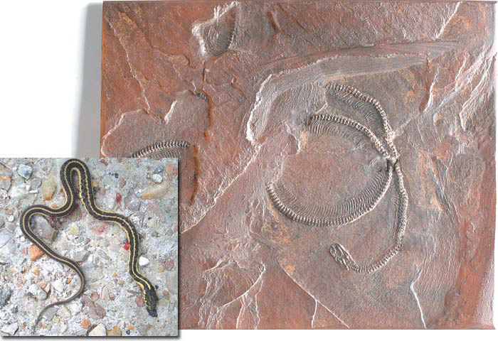 snake_fossil