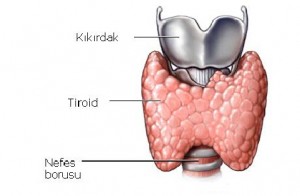 tiroid