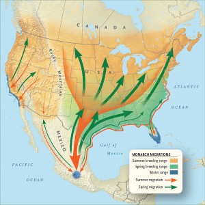map-monarch-migrations-lg