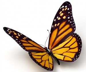 monarch-butterfly