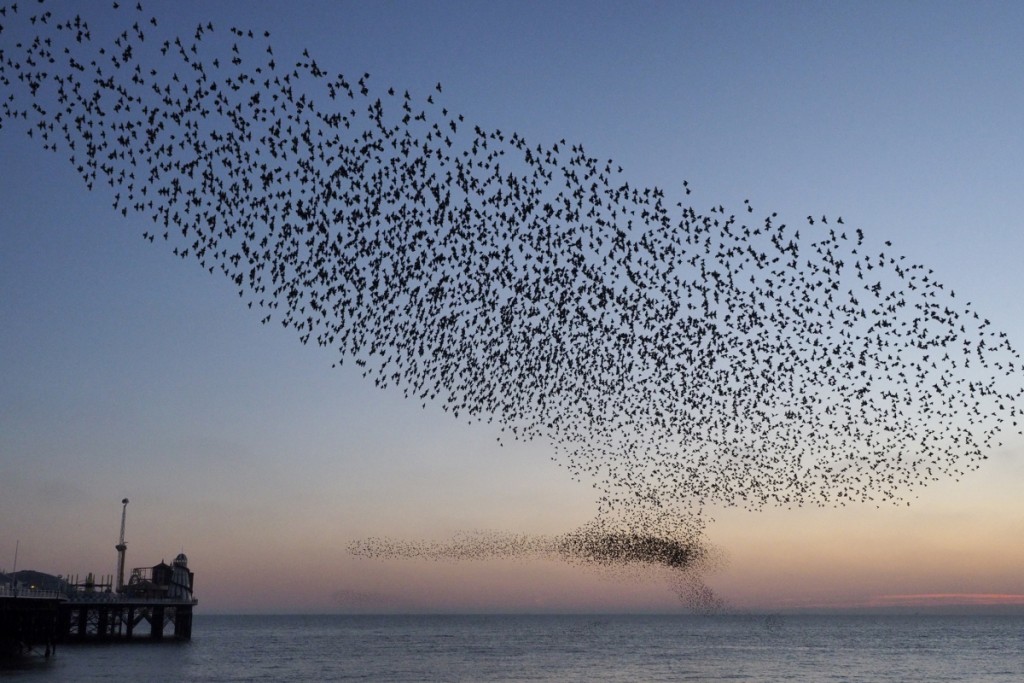 Starling murmuration, Brighton 20-01-16