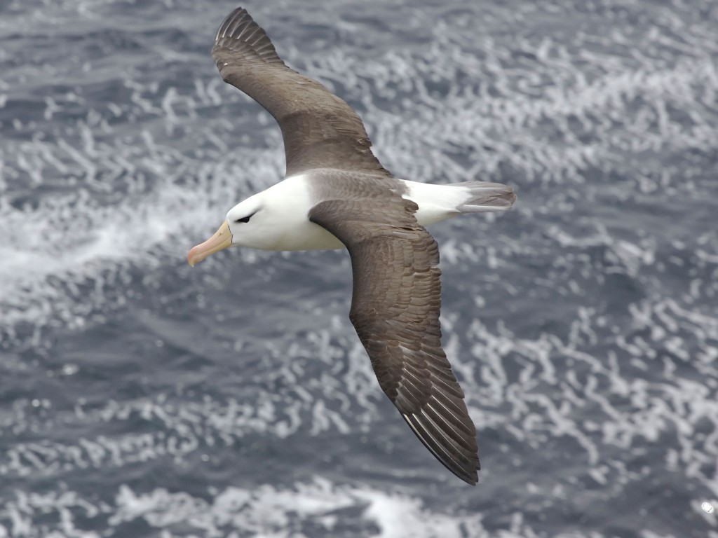 albatros ucuyor