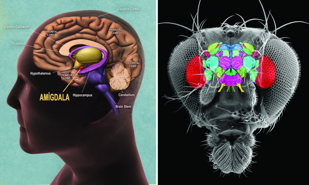 Amigdala beyin