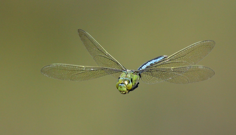 Dragonfly1