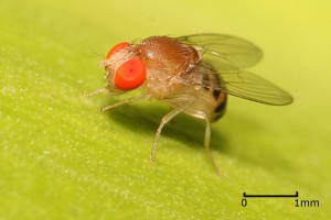 Drosophila