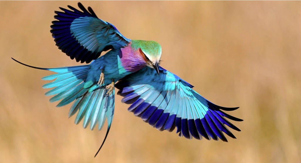 lilac-breasted-roller