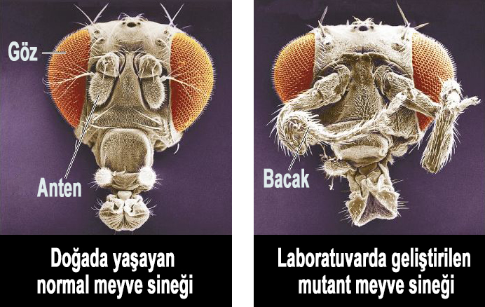 norma ve mutant