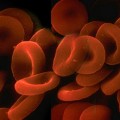 Kana Kırmızı Rengini Veren Hücreler: Alyuvarlar