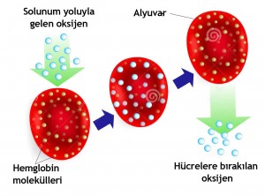 yassı şekil