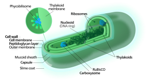 cyanobacterium