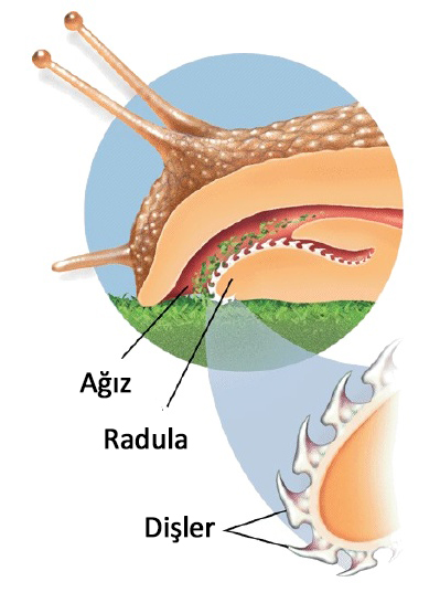 6th-grade-ch-2-sec-1-mollusks-9-728