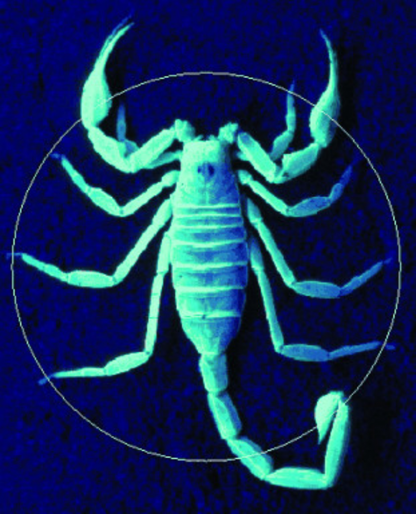 figure-4-a-sand-scorpions-eight-feet-lie-to-a-good-approximation-on-a-circle-of