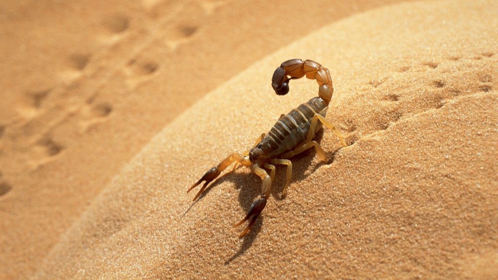 sand_scorpion_traces_shadow_31878_3840x2160