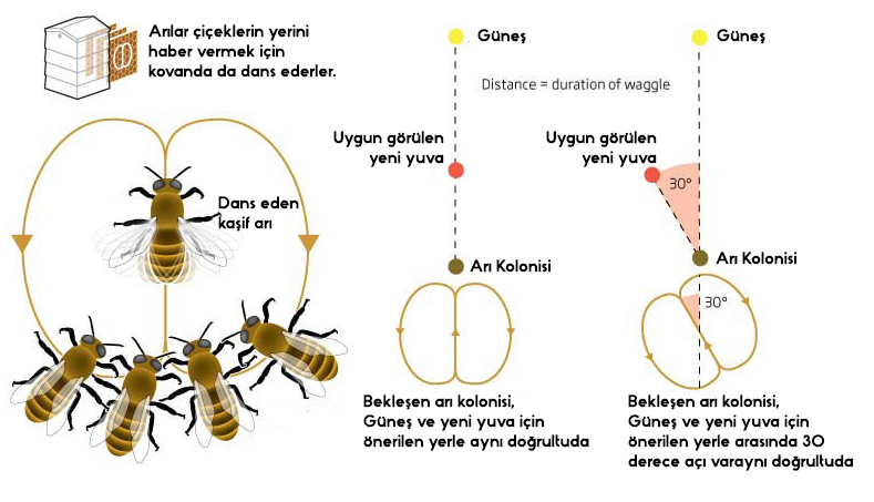 03-arilarin-dansi