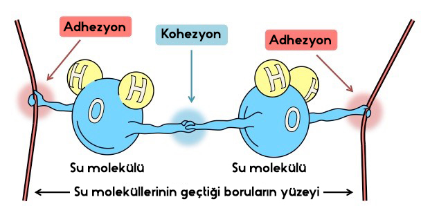 05-adhezyon-kohezyon