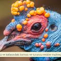 Benekli Hindi (Meleagris Gallopavo)