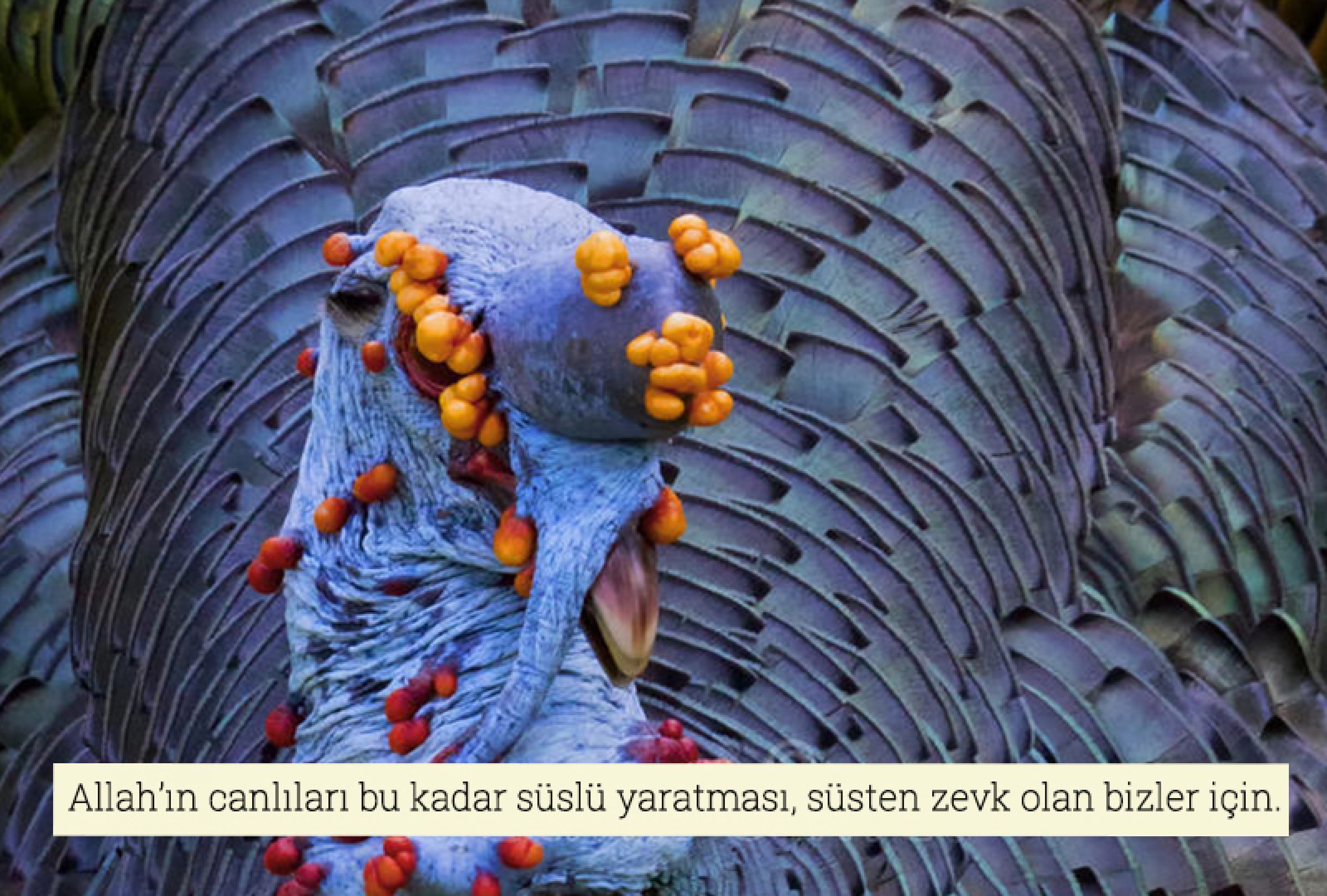 Benekli Hindi (Meleagris Gallopavo)