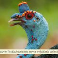 Benekli Hindi (Meleagris Gallopavo)