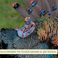 Benekli Hindi (Meleagris Gallopavo)