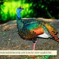 Benekli Hindi (Meleagris Gallopavo)