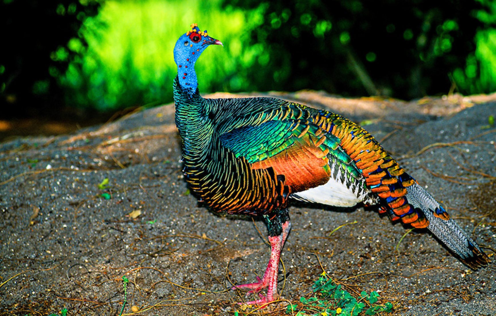 Benekli Hindi (Meleagris Gallopavo)