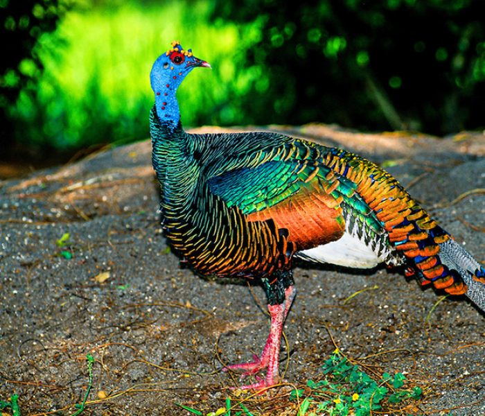 Benekli Hindi (Meleagris Gallopavo)