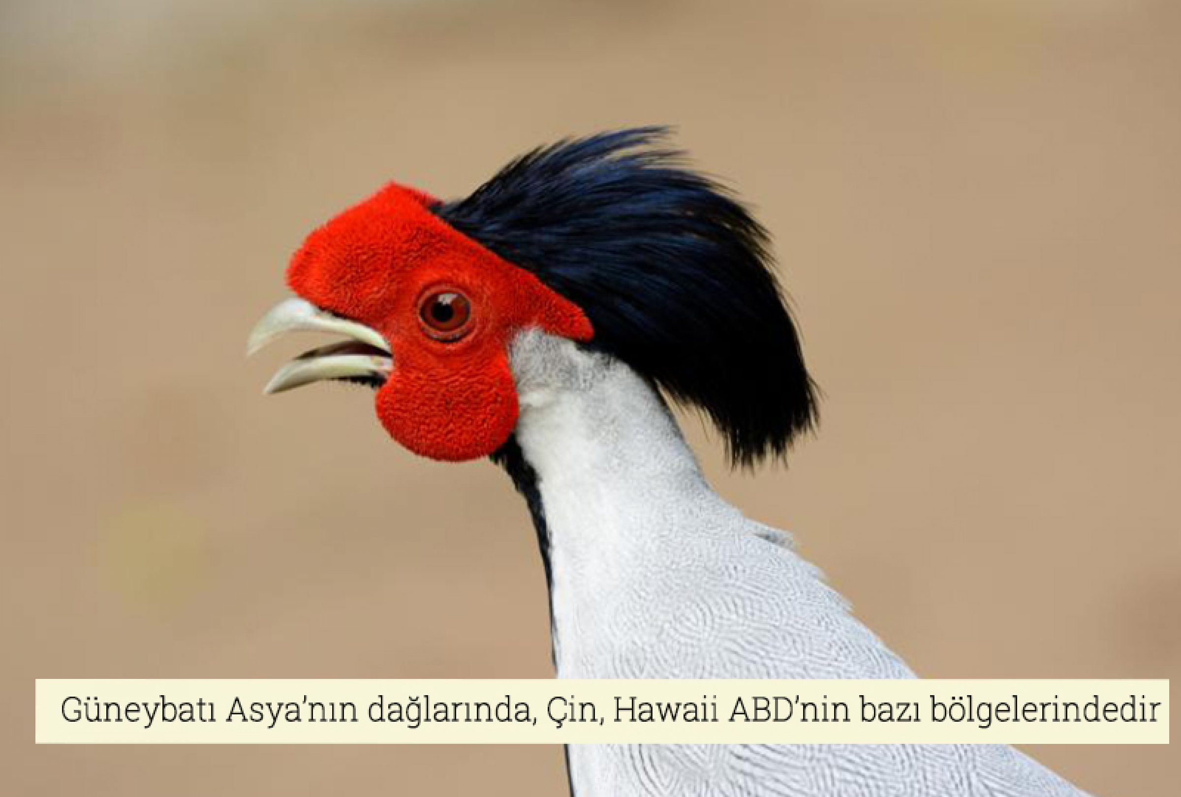 Saçlı Gümüş Sülün