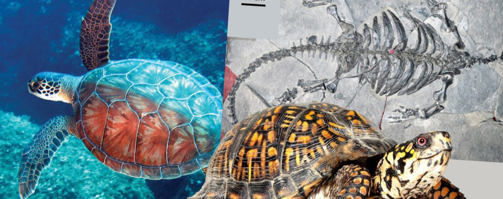 Kaplumbağaların Sözde Evrimi İçin Uydurulan Yeni Hikayeler