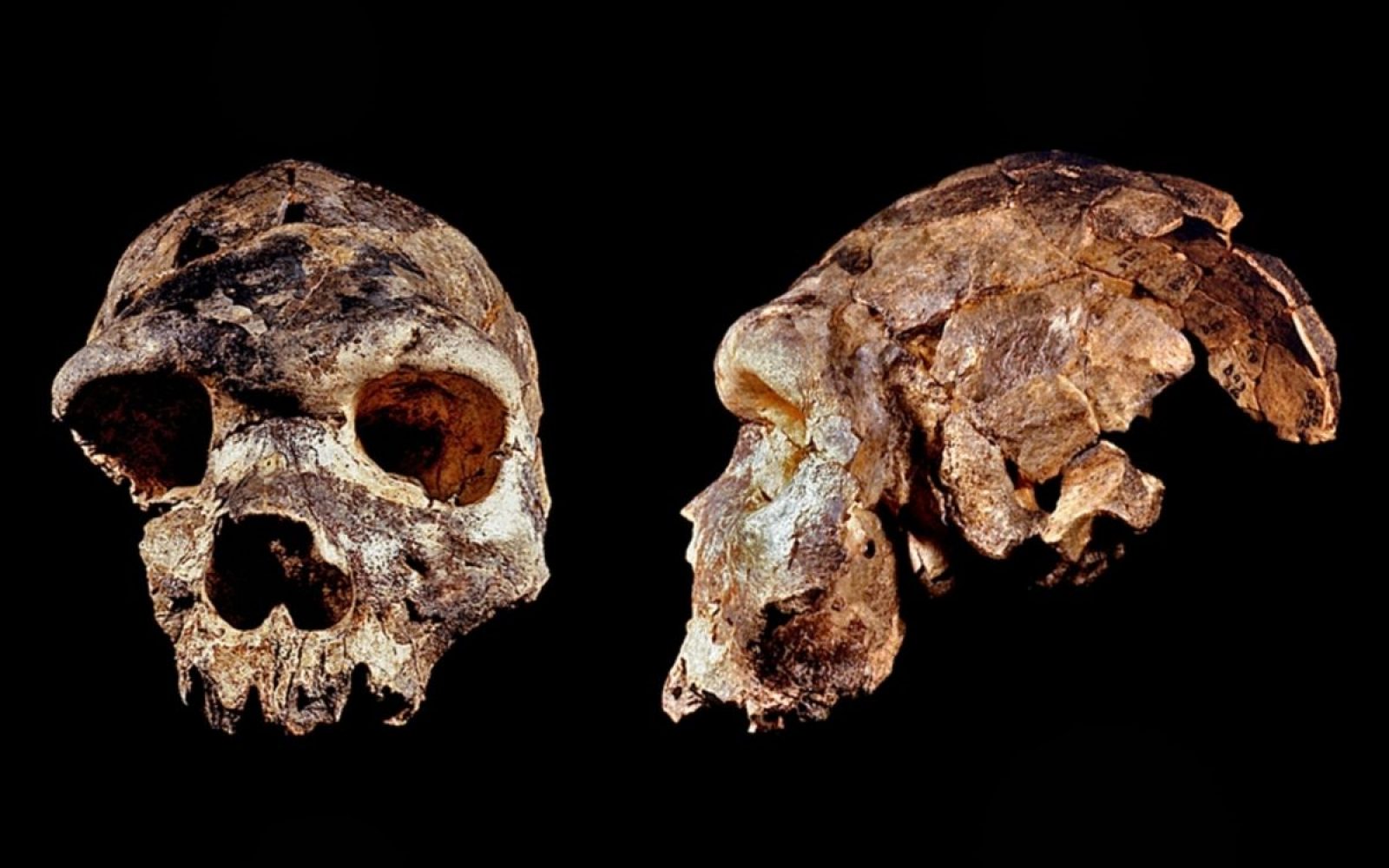 Предки людей жили на земле. Человек Родезийский homo rhodesiensis. Вид предка современных людей.