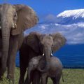 Filler Hakkındaki 10 Önemli Gerçek