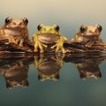 Borneo Adası’ndaki Akustik Uzmanı Kurbağalar